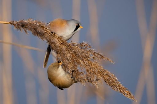 A closeup shot of a small bird on a fry branch with blurred blue sky background