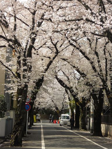 Trees blossom in the street of Tokyo, spring time arrived