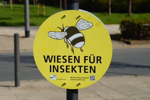 Note on a meadow in the city that is used extensively as a flowering area for bees and other insects. 'Meadows for insects'.