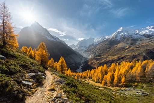 Landscape view on the Zinal valley with a sunburst illuminating the golden larch trees, a glacier and snow-covered mountain range in the background