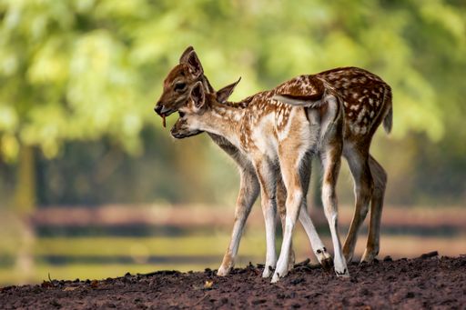 Two young deer stand on a dirt road, looking off into the distance