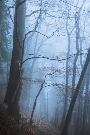Small isolated tree in a foggy forest in autumn in Malatraix, Switzerland