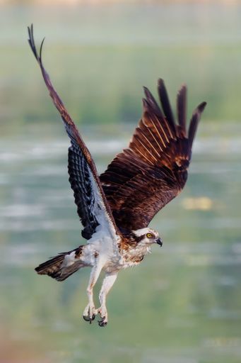 An osprey soaring over a body of water, wings spread wide and feathers glistening in the sunlight