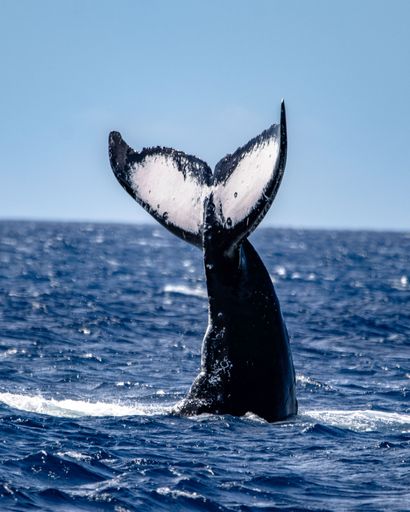A humpback whale gliding through the tranquil blue ocean, with its tail fin visible above the surface