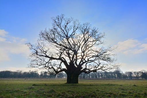 A scenic view of an old bare Oak tree in an open field against a clear blue sky