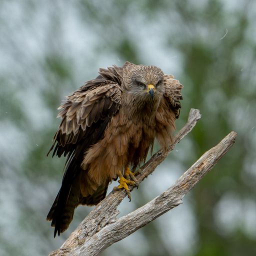 A majestic black kite (Milvus migrans) perched on a branch against a backdrop of lush green foliage