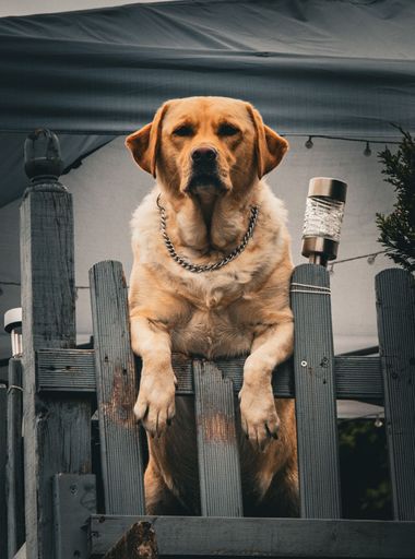 A large brown Labrador looking over a fence