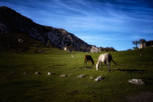 Two horses grazing on the pasture surrounded by mountains in Asturias, Spain