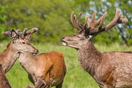 A closeup of deer on a green meadow