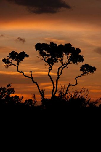A vertical of the sunset over the Cerrados of Brazil with a silhouetted tree