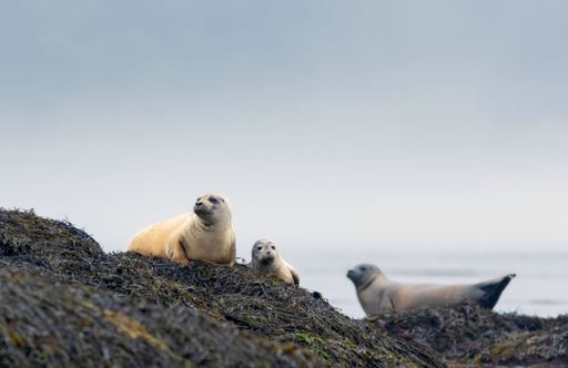 An affectionate mother seal and her pup gaze at the camera with an inquisitive expression, basking in the sunshine on a beach