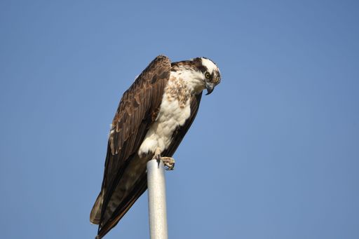 A Osprey perched atop a wooden post, its sharp gaze surveying its surroundings