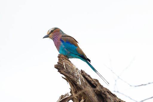 A single Lilac-breasted roller perched upon a tree branch silhouetted against a bright blue sky
