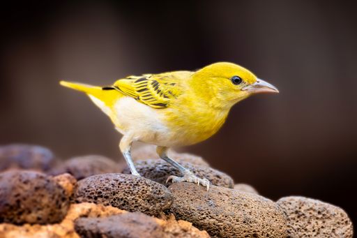 A beautiful yellow Little weaver bird perched atop a rocky outcrop