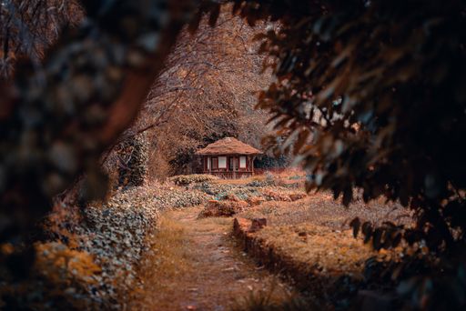 A pathway in a field of grass leading to a small shack framed by trees and leaves