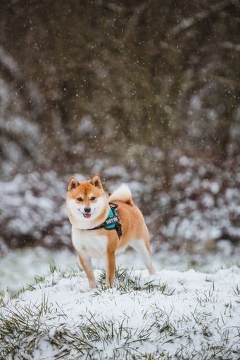 A vertical of a Shiba Inu standing outdoors in snow