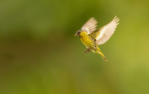 A small yellow  Eurasian siskin (Spinus spinus) perched atop a thin branch in a lush green landscape