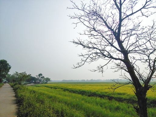 A beautiful bare tree on the green field by the road