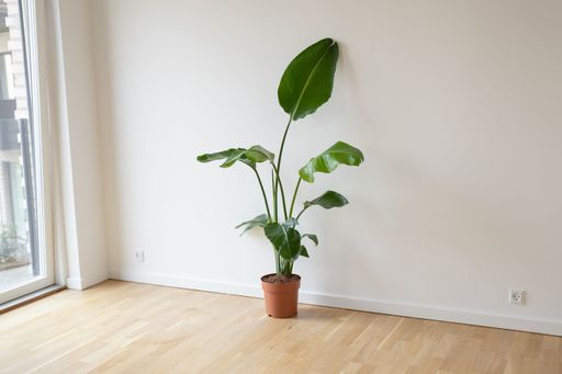 A strelitzia Nikolai plant in a brown pot, inside a house