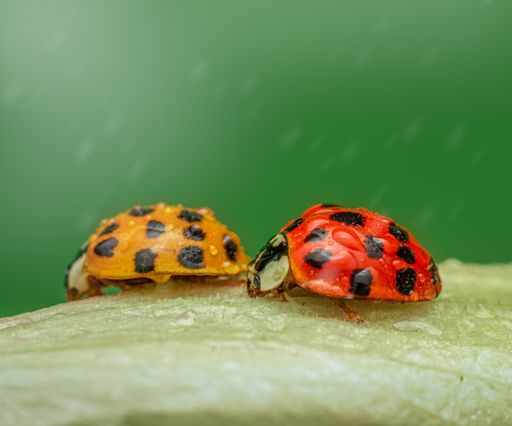 A selective focus shot of two ladybugs perched on green leaf with water drops