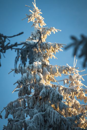 A closeup shot of the top part of a pine tree covered in ice and snot with a blue sky during sunrise