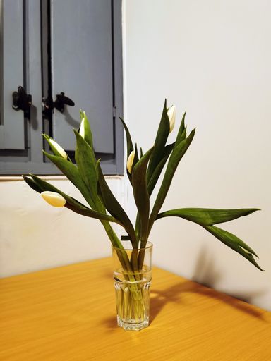 A vertical shot of tulips in a transparent vase