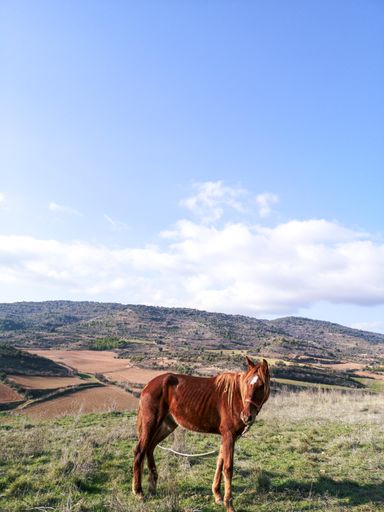 A vertical shot of a beautiful brown horse standing in the sunny field