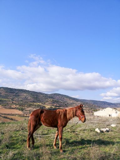 A vertical shot of a beautiful brown horse standing in the sunny field