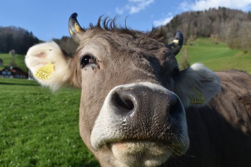 A selective focus of a cow's face against greenfield in the countryside