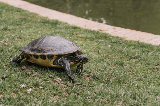 A closeup shot of a turtle in a zoo
