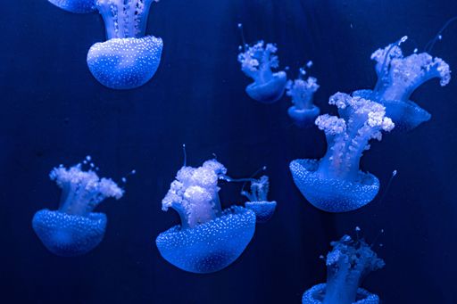 A stunning image of a group of jellyfish illuminated by a vibrant blue light in the depths of a dark ocean
