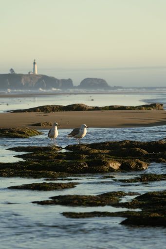 Oregon Coast Seagulls near Yaquina Head Lighthouse
