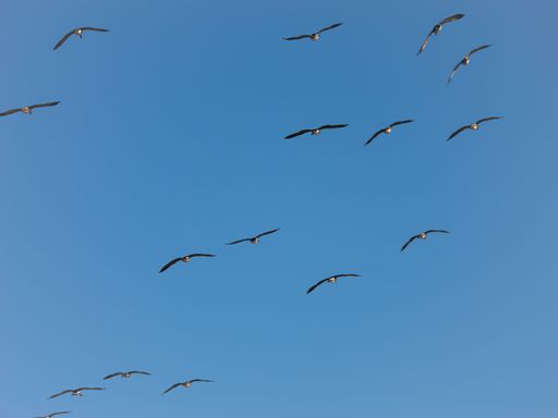 A low angle shot of a flock of geese flying in unison in a clear blue sky