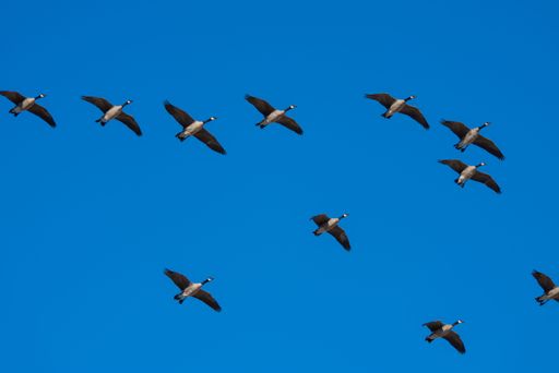 A low angle shot of a flock of geese flying in unison in a clear blue sky