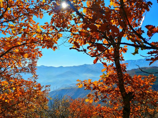 A beautiful shot of a tree with brown leaves and an overlooking view of mountains on a sunny day