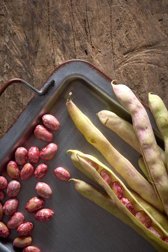 A top view of bean pods being peeled and emptied into a metal tray on a wooden table