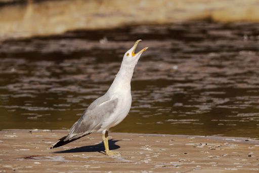 A Yellow-legged gull (Larus michahellis) with a pond in the background