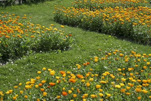 The field of yellow and orange flowers