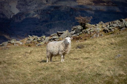 An adult sheep stands atop a grassy hillside in an open area, with the horizon visible in the background