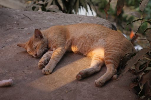 A closeup of an adorable cat lying and sleeping on a rock outdoors