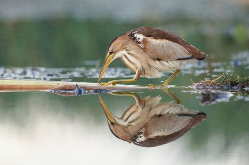 A little bittern standing in shallow water, its reflection mirrored in the still lake.