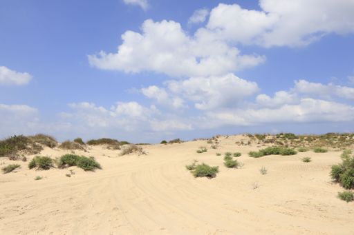 A dune covered with dry grass and shining sands under the blue sky with pure white clouds
