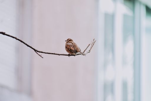 A closeup shot of a sparrow sitting on a tree branch
