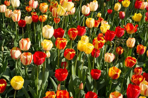 A selective focus shot of tulips growing in a beautiful summer garden