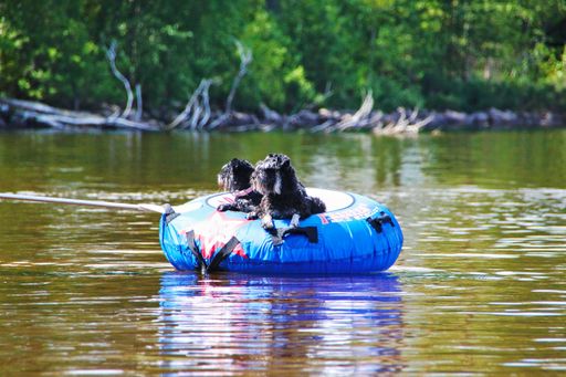 Two playful canines joyfully ride a bright yellow rubber raft as they drift down a peaceful stream meandering through a lush, wooded area