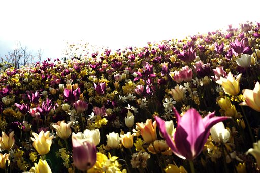 A selective focus shot of wild tulips growing in a beautiful summer garden