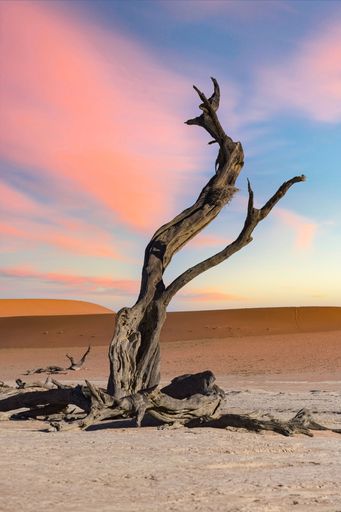 Namibia, a petrified acacia tree in the Namib desert, at sunset
