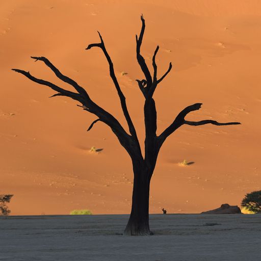 Namibia, a petrified acacia tree in the Namib desert