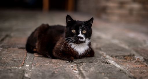 A black domestic cat relaxing on the ground near looking off into the distance