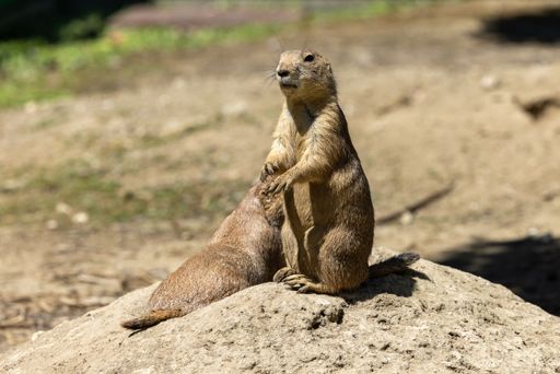 A curious Mexican prairie dog (Cynomys mexicanus) standing upright